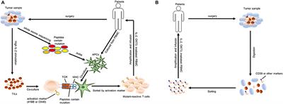 Adoptive Cell Therapy: A Novel and Potential Immunotherapy for Glioblastoma